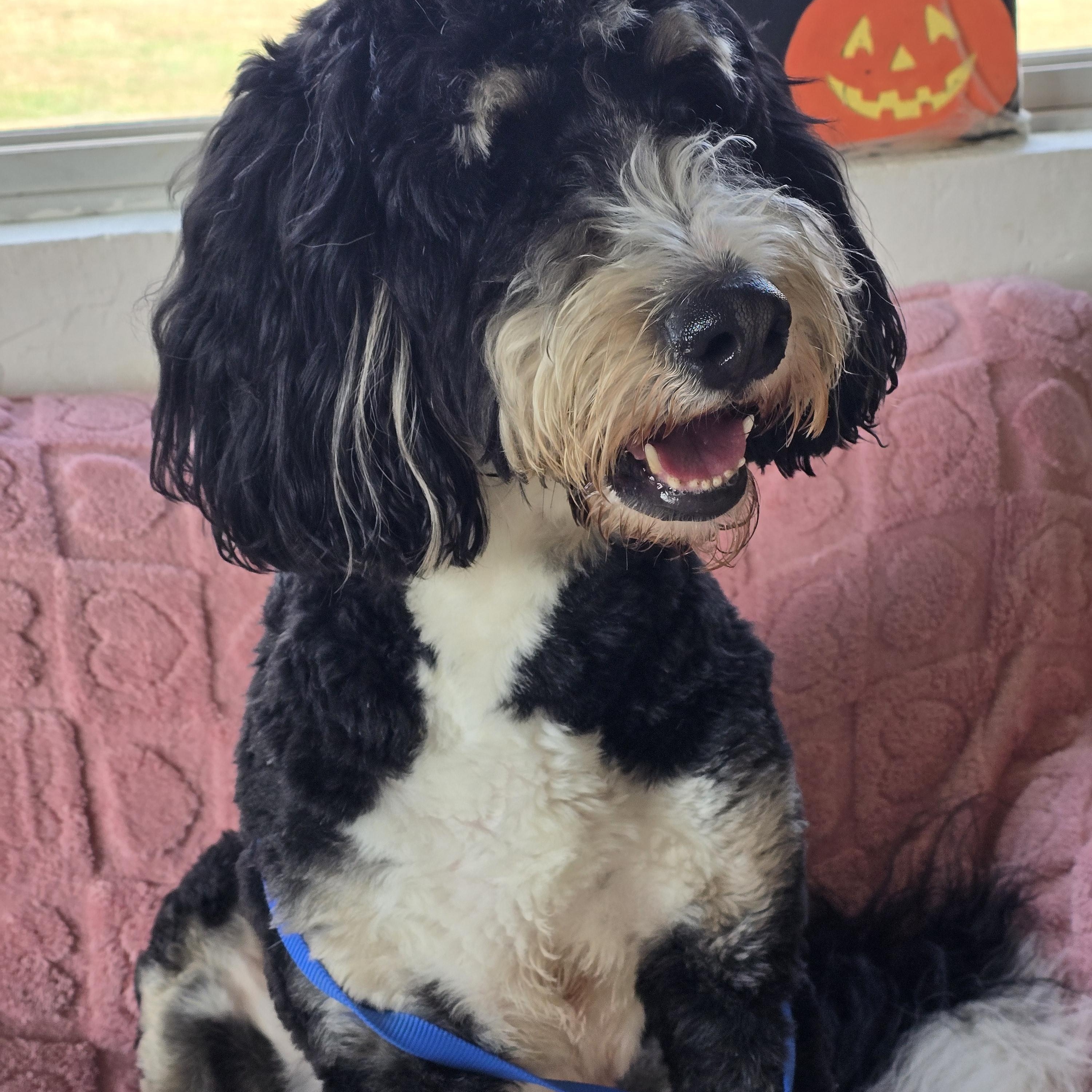 Quincy, a Adoptable Bernedoodle in Dandridge, TN image 1/2