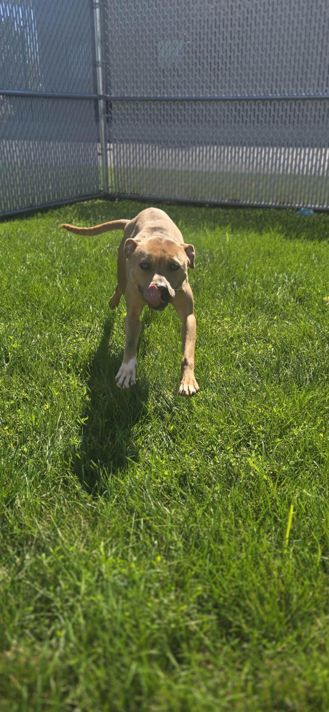 Enlarge Rudy, a Adoptable Pit Bull Terrier in Joliet, IL image 2/3