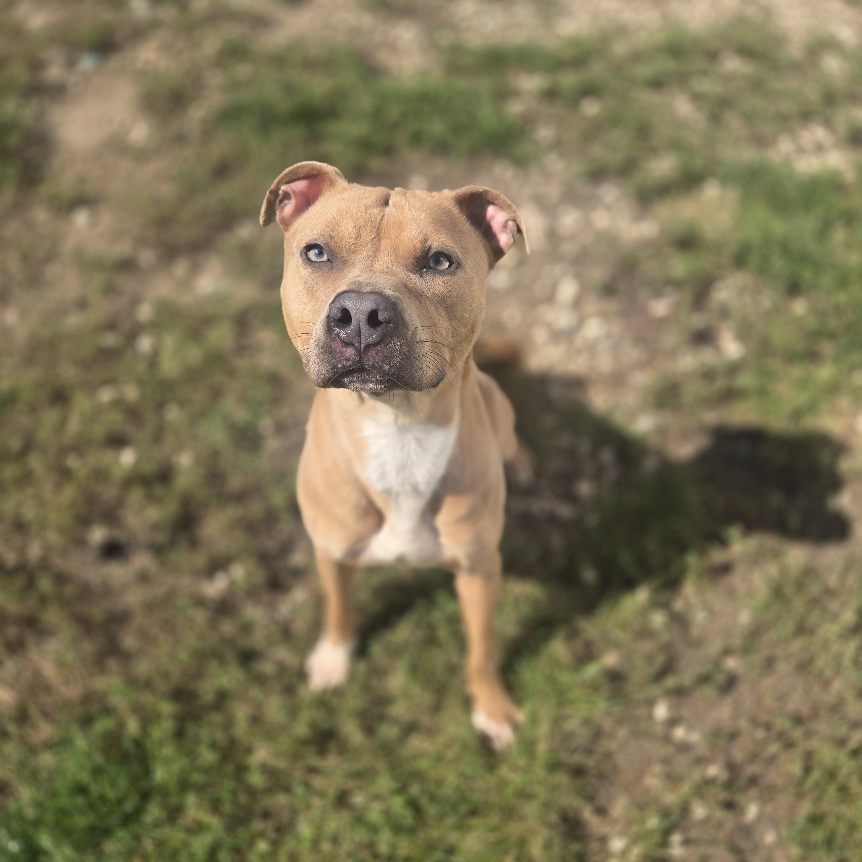 Rudy, Adoptable, Young Male Pit Bull Terrier.