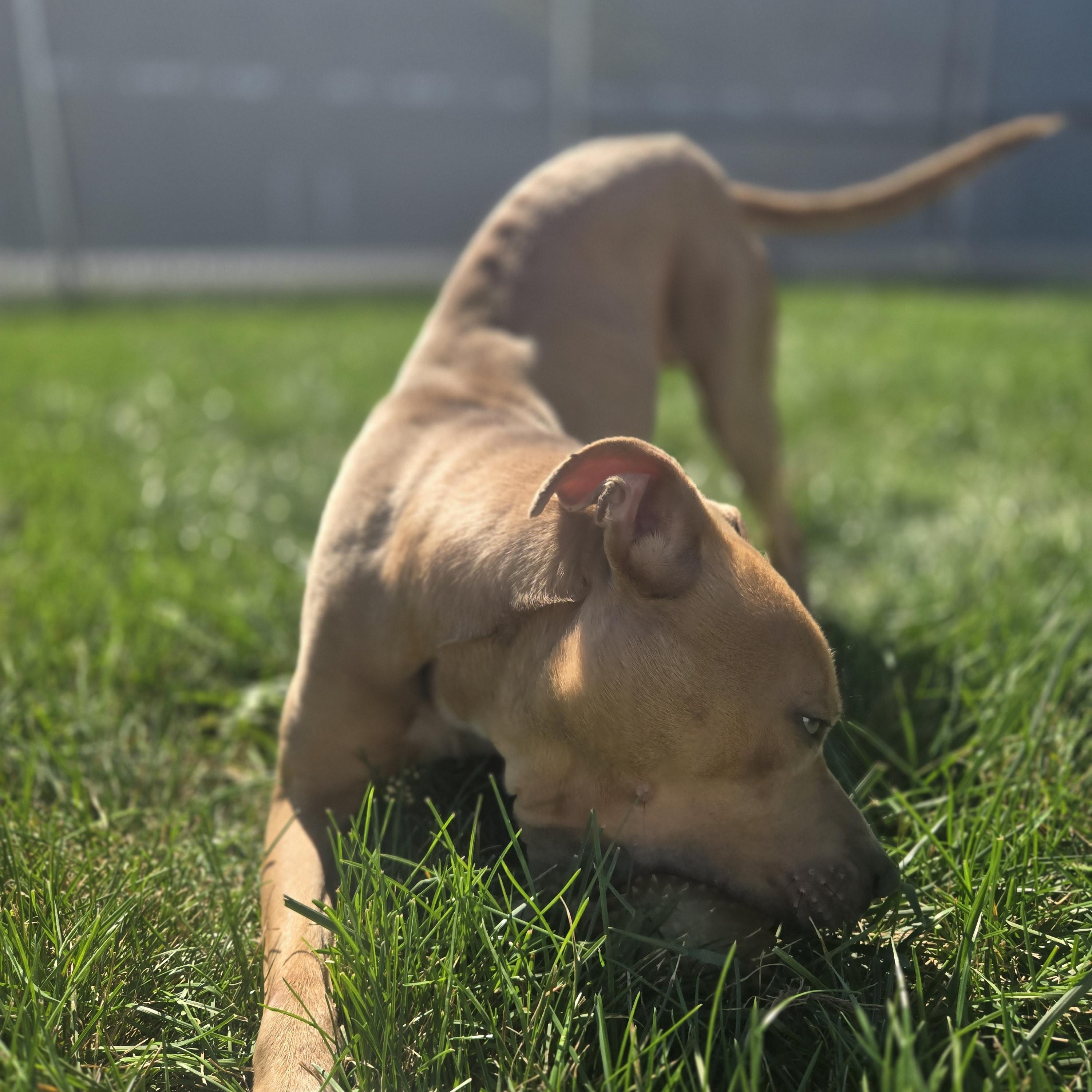 Enlarge Rudy, a Adoptable Pit Bull Terrier in Joliet, IL image 3/3
