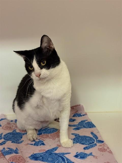 Enlarge BUTLER, a Adoptable Domestic Short Hair in Sugar Land, TX image 1/1