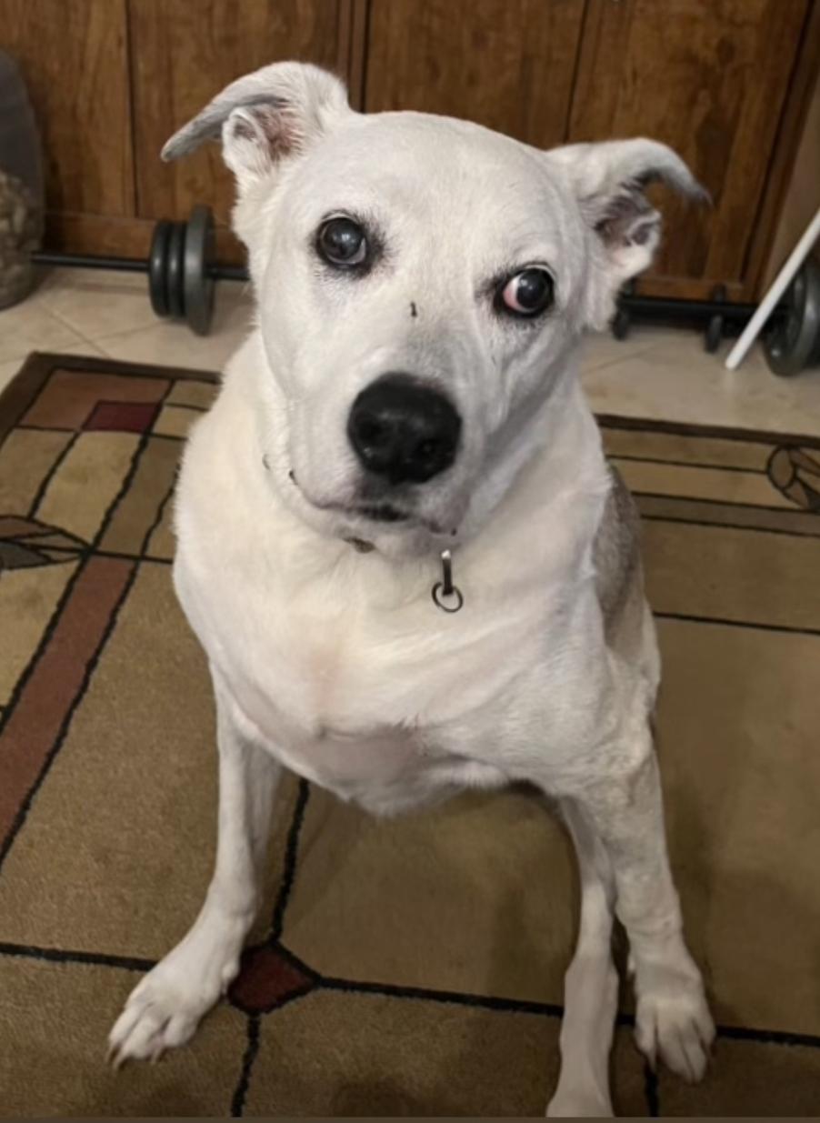 Help a Senior, Help Lana!!!!, a Adoptable German Shepherd Dog in Fort Myers Beach, FL image 2/3