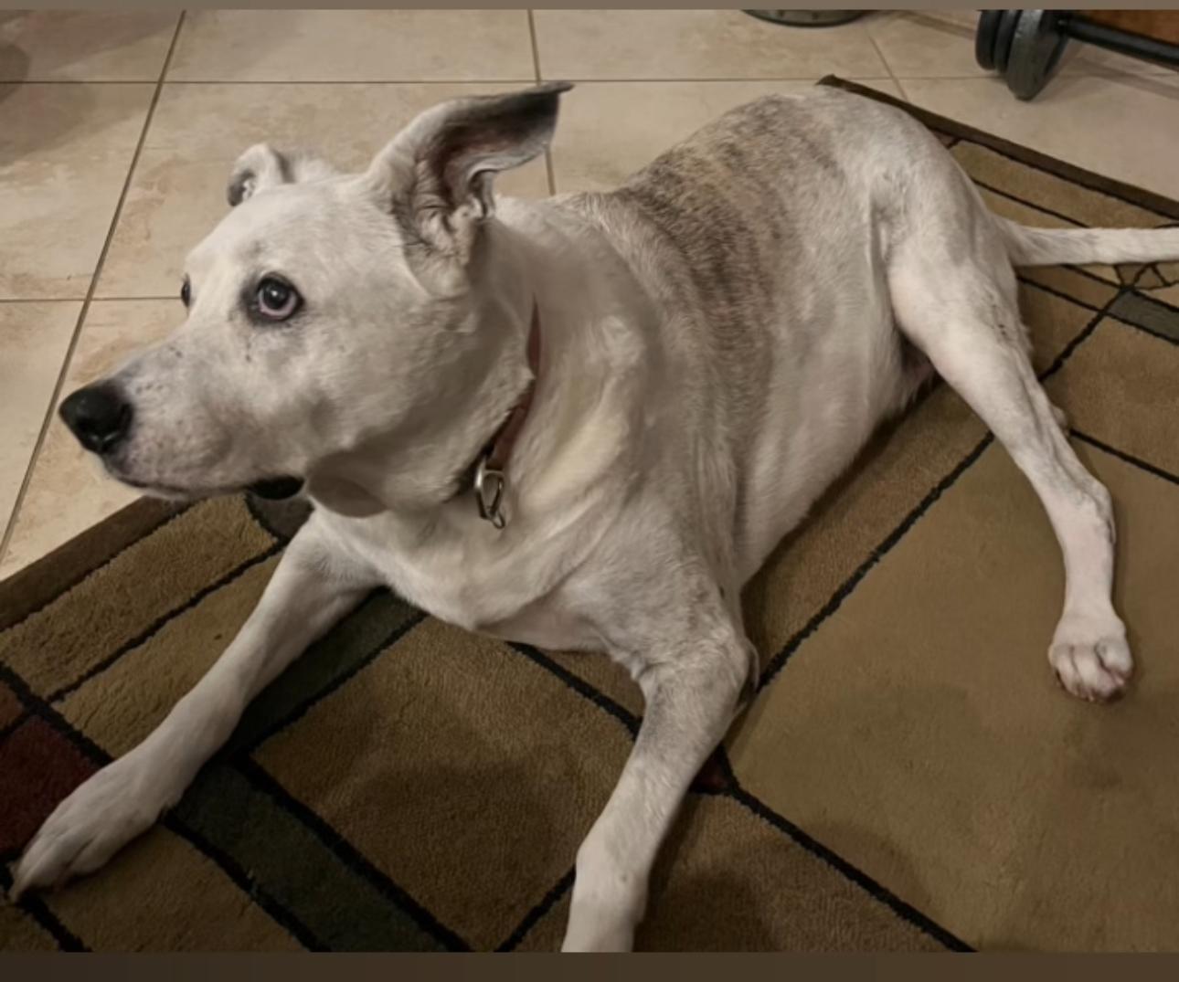 Help a Senior, Help Lana!!!!, a Adoptable German Shepherd Dog in Fort Myers Beach, FL image 3/3