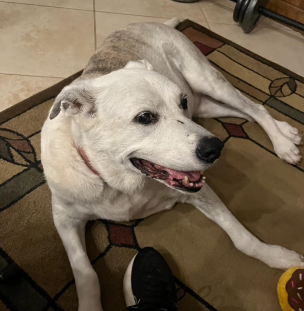 Help a Senior, Help Lana!!!!, Adoptable, Senior Female German Shepherd Dog.