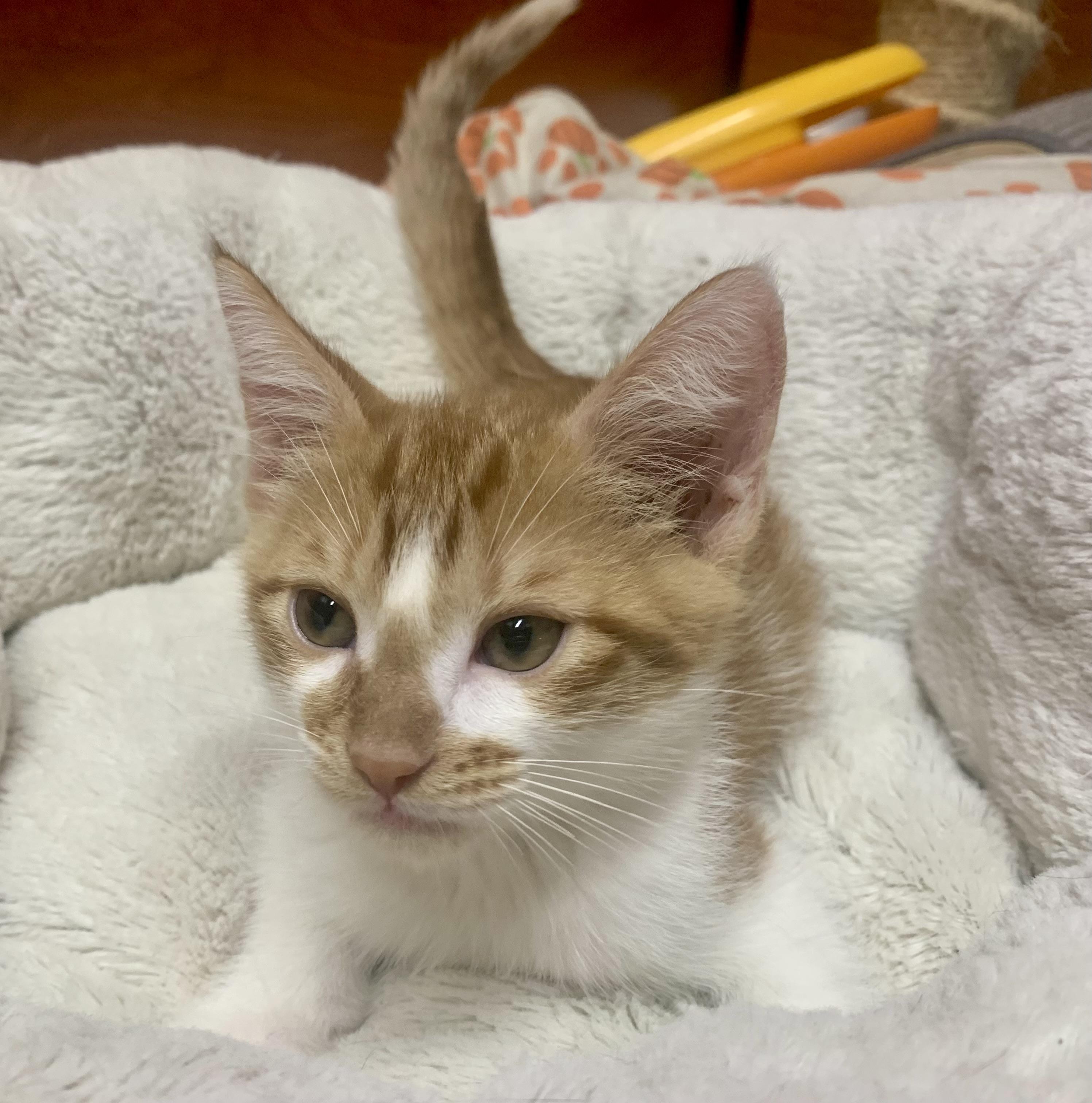Tank, ADOPTABLE, Kitten Male Domestic Short Hair.