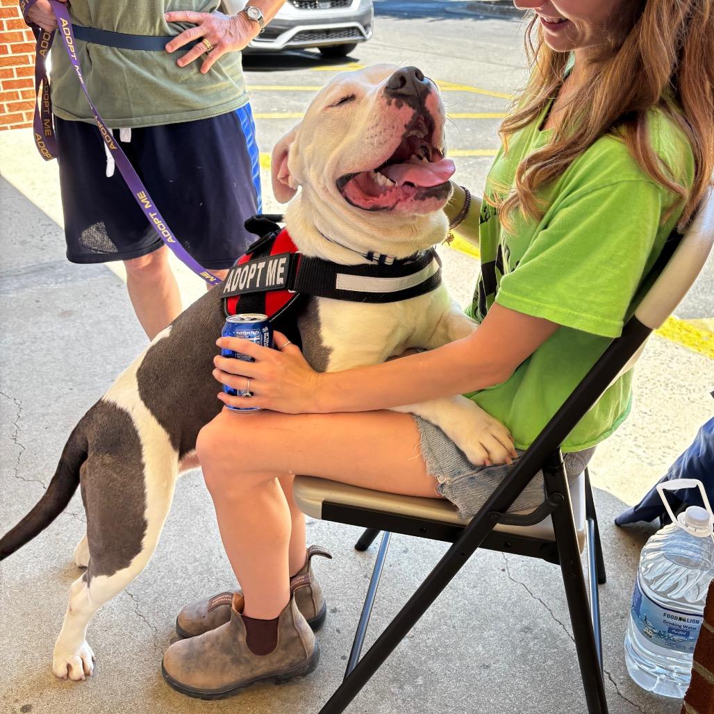 Zorn 26-0187, Adoptable, Young Male Mixed Breed.