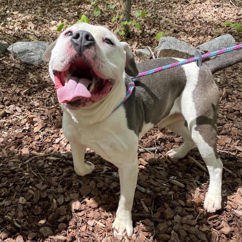 Enlarge Zorn 26-0187, a Adoptable Mixed Breed in Yanceyville, NC image 3/5