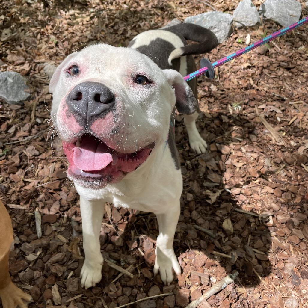 Enlarge Zorn 26-0187, a Adoptable Mixed Breed in Yanceyville, NC image 5/5