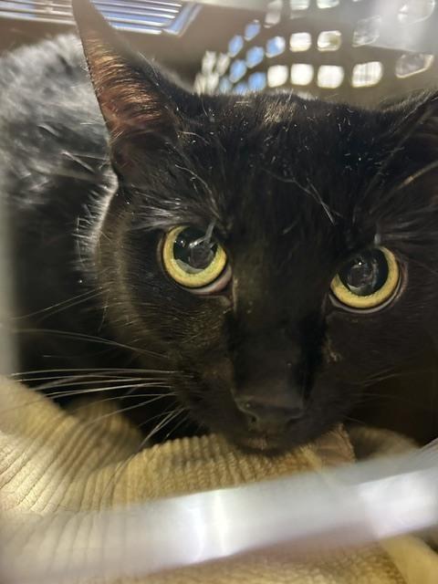 Stormy Morgan, Adoptable, Adult Female Domestic Short Hair.