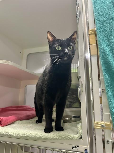Enlarge Stormy Morgan, a Adoptable Domestic Short Hair in Muskegon, MI image 2/2