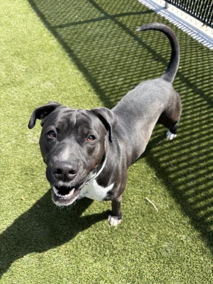 Boomer, a Adoptable mixed breed in Lafayette, IN image 1/3