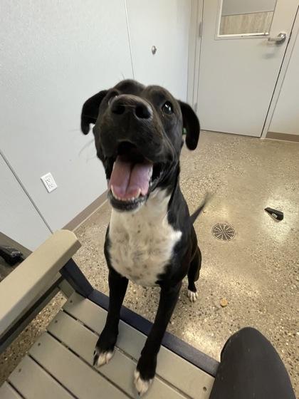 Boomer, a Adoptable mixed breed in Lafayette, IN image 2/3