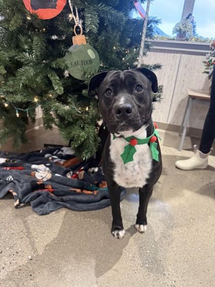 Boomer, a Adoptable mixed breed in Lafayette, IN image 3/3