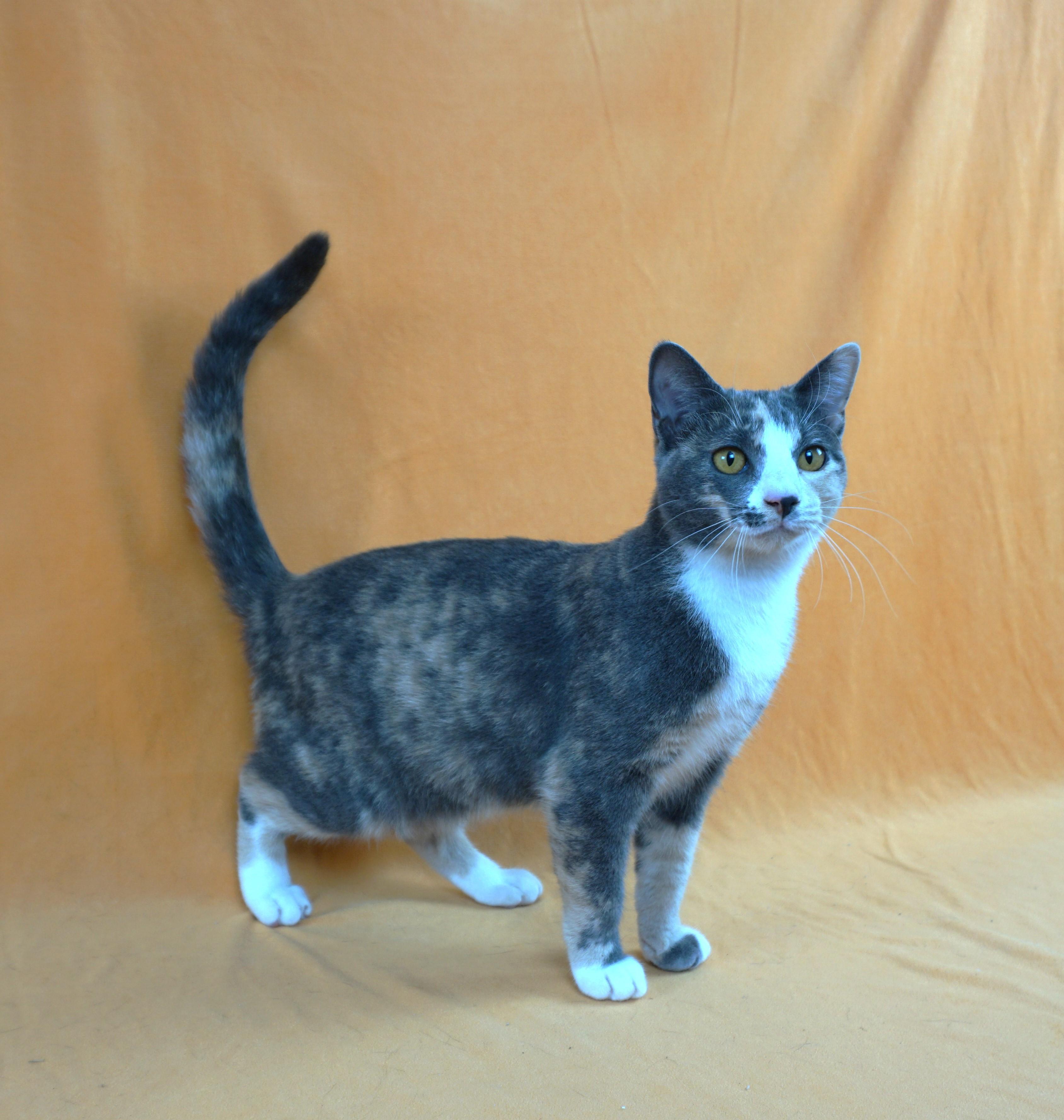 ASHLEY - AFFECTIONATE GIRL NEEDS EXPERIENCED HOME, a Adoptable Domestic Short Hair in Plano, TX image 6/6