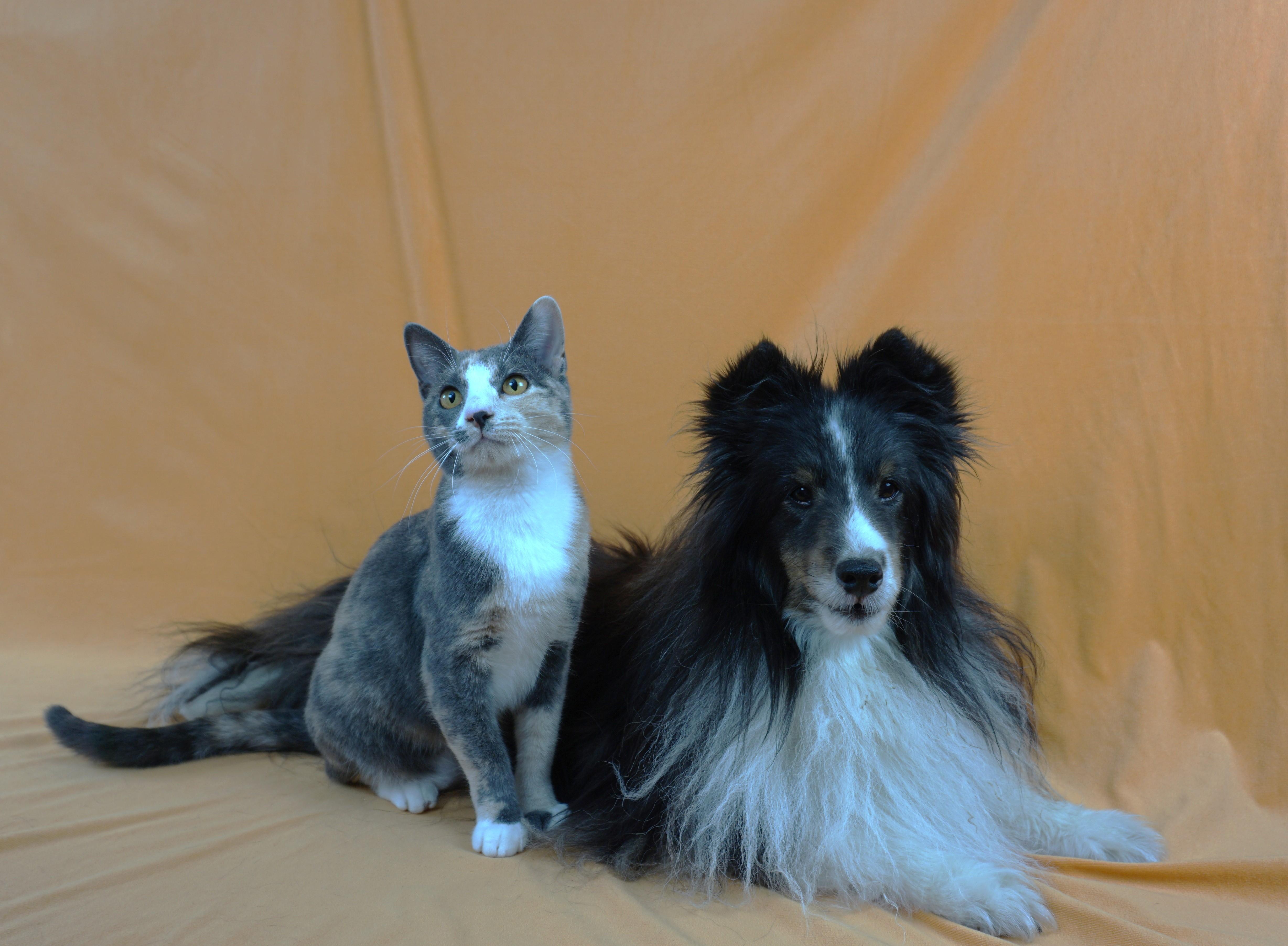 ASHLEY - AFFECTIONATE GIRL NEEDS EXPERIENCED HOME, a Adoptable Domestic Short Hair in Plano, TX image 4/6