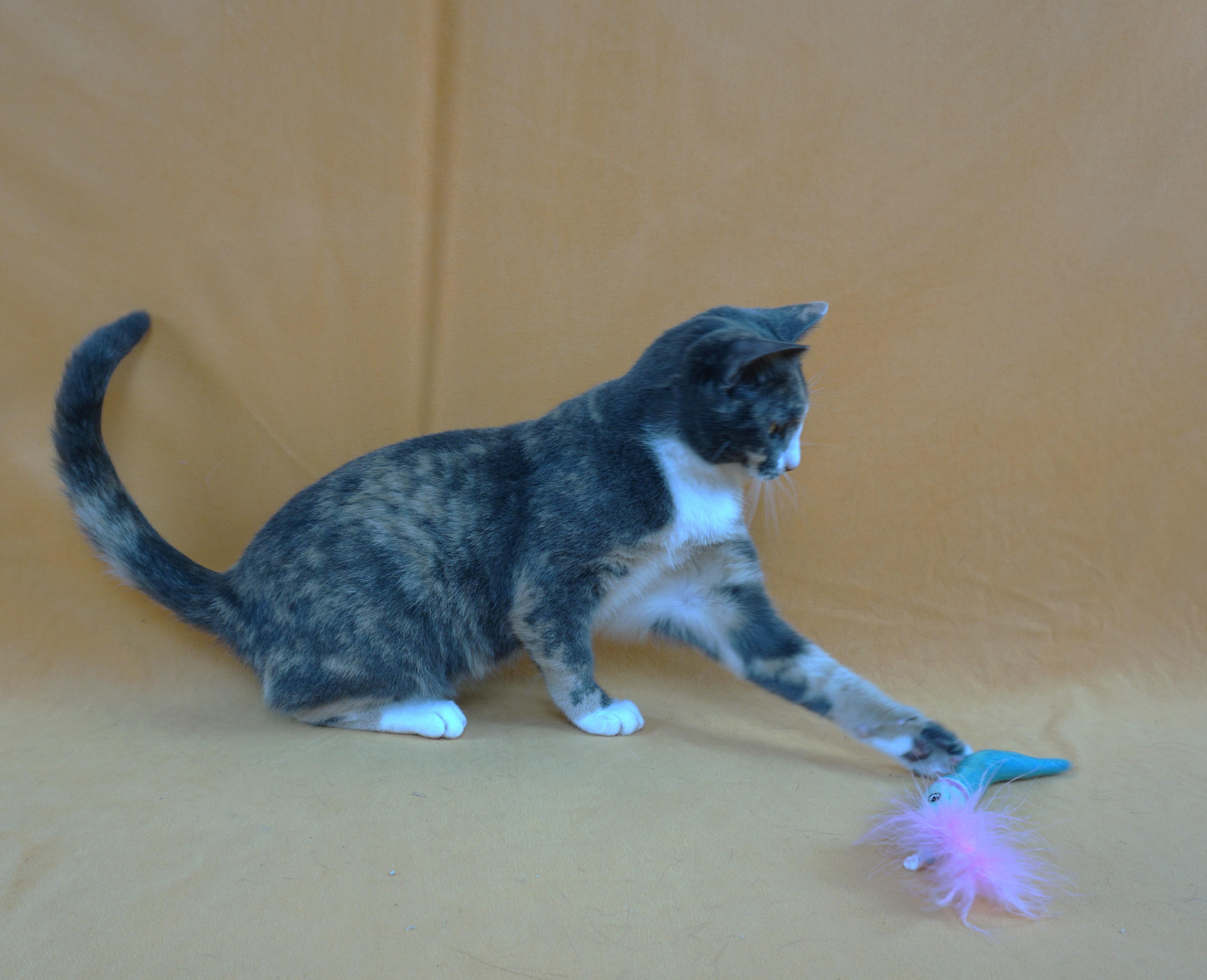 ASHLEY - AFFECTIONATE GIRL NEEDS EXPERIENCED HOME, a Adoptable Domestic Short Hair in Plano, TX image 1/6