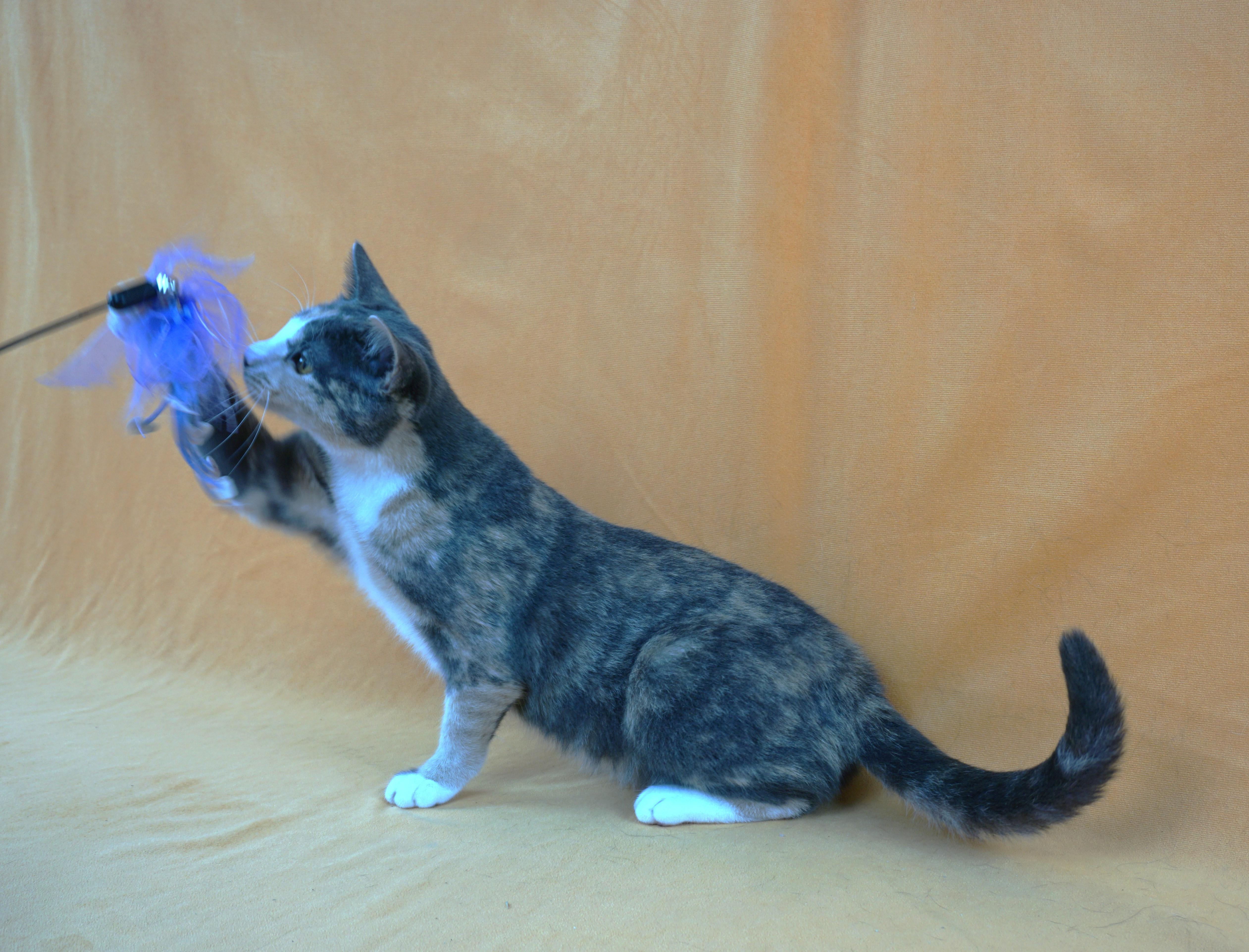 ASHLEY - AFFECTIONATE GIRL NEEDS EXPERIENCED HOME, a Adoptable Domestic Short Hair in Plano, TX image 5/6