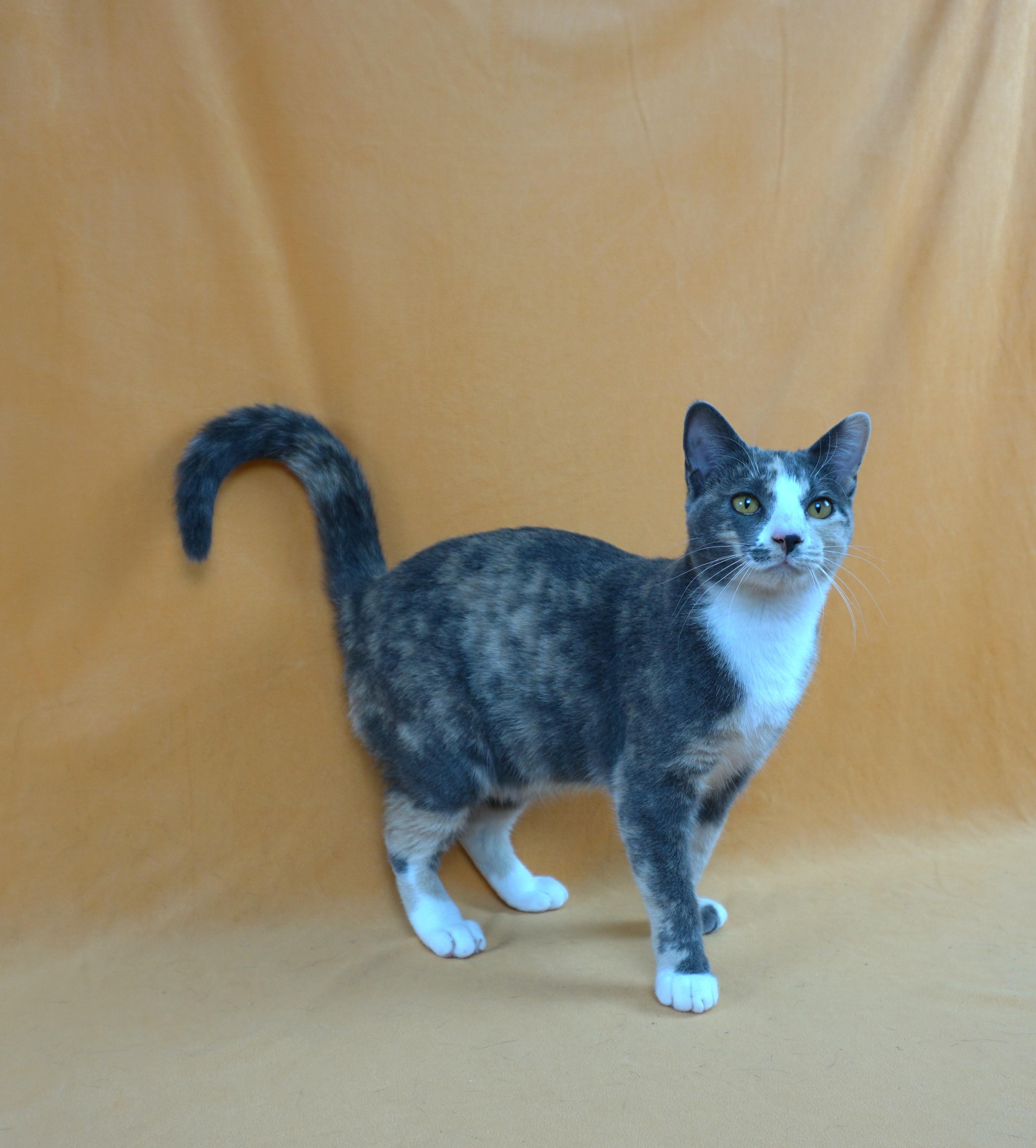 ASHLEY - AFFECTIONATE GIRL NEEDS EXPERIENCED HOME, a Adoptable Domestic Short Hair in Plano, TX image 3/6