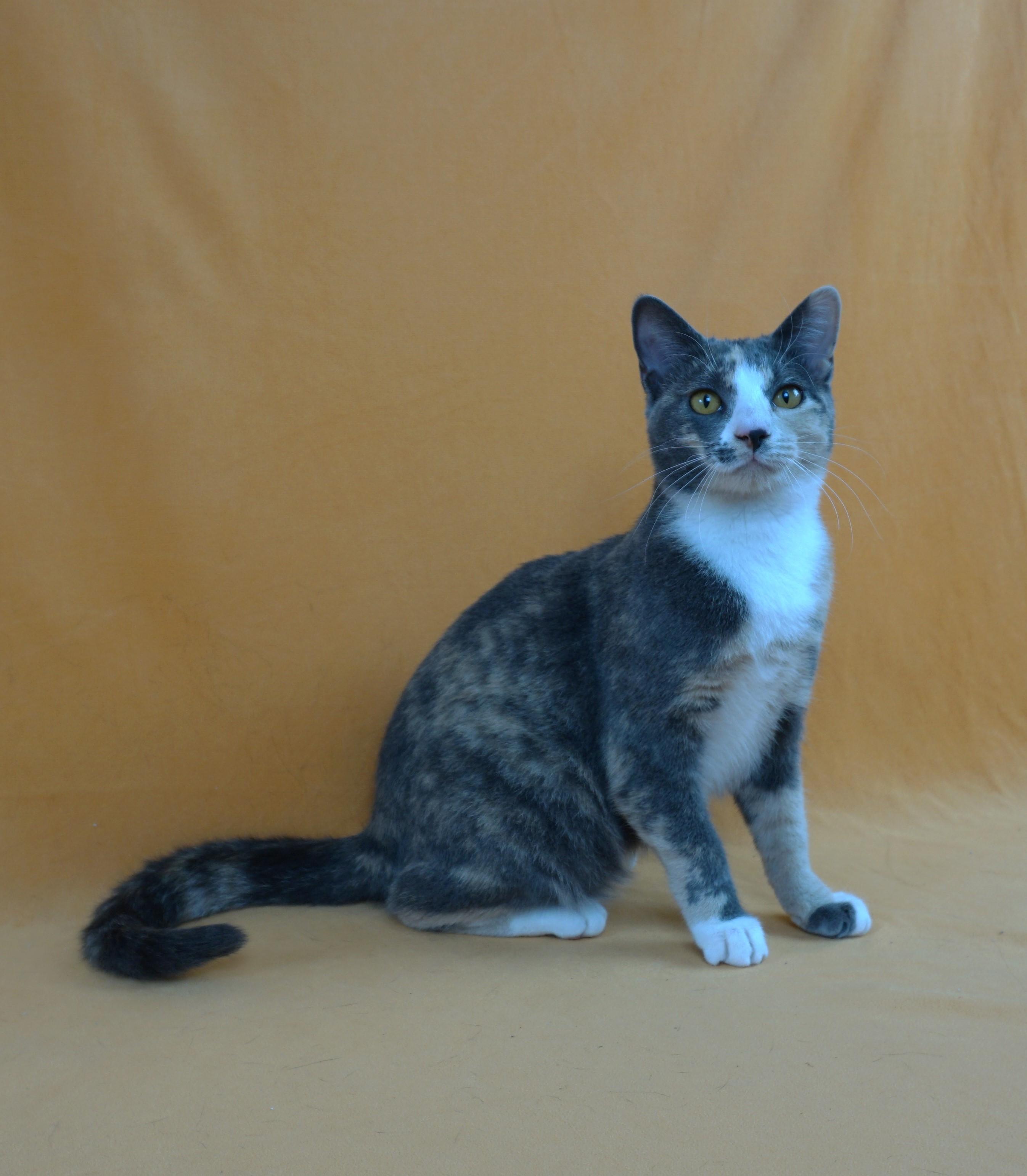 ASHLEY - AFFECTIONATE GIRL NEEDS EXPERIENCED HOME, a Adoptable Domestic Short Hair in Plano, TX image 2/6