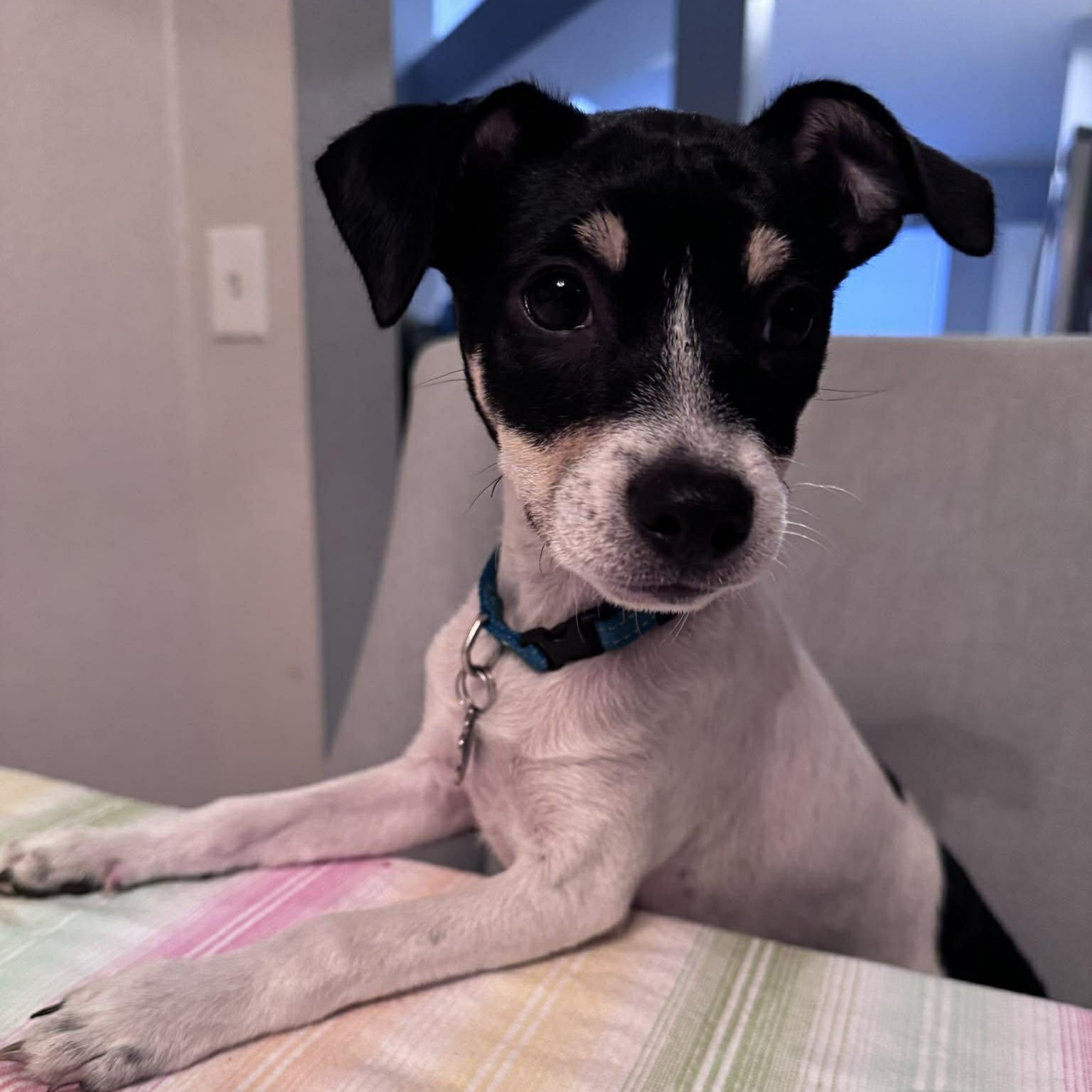 Enlarge Elmo *Tri-Color Chi-Mix Puppy* , an adopted mixed breed in Riverview, FL image 3/6