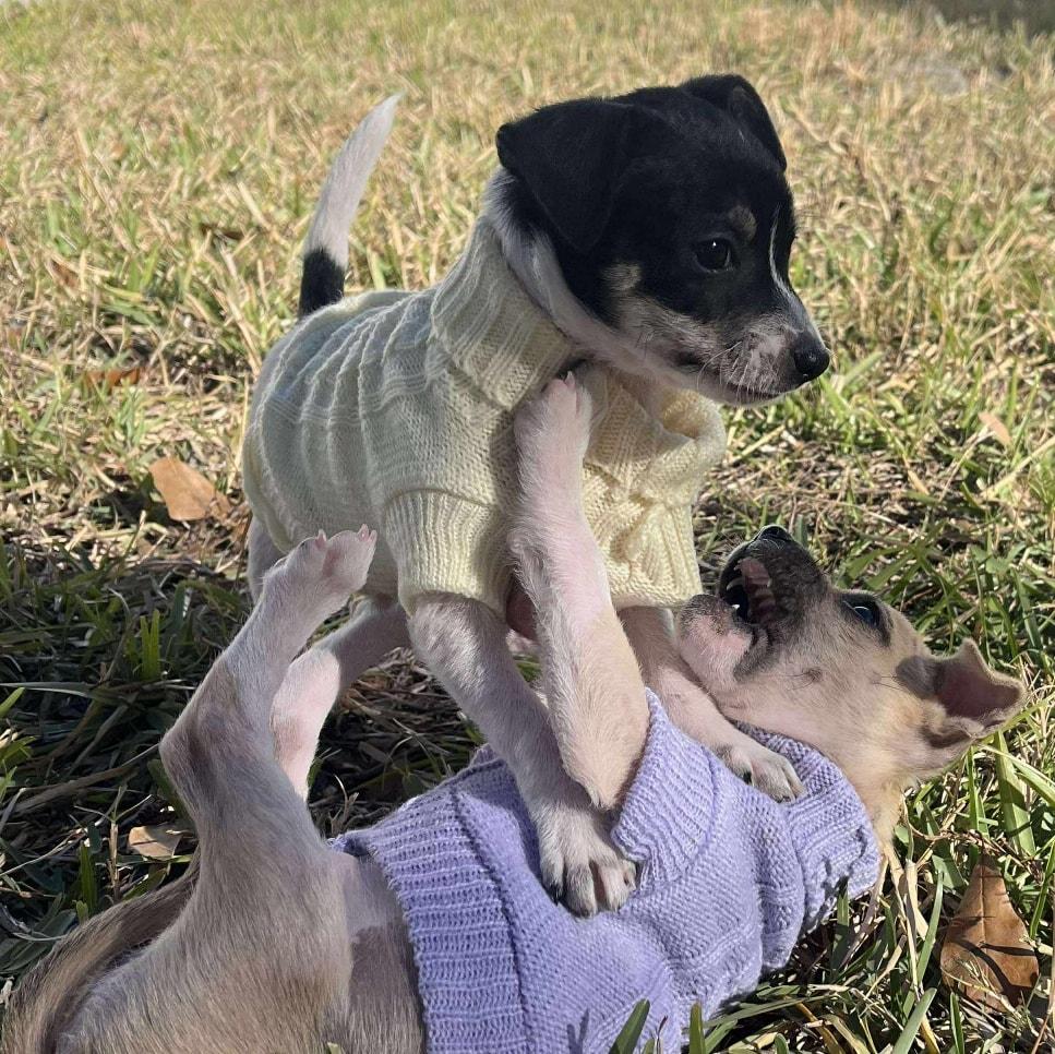 Enlarge Elmo *Tri-Color Chi-Mix Puppy* , a Adoptable mixed breed in Riverview, FL image 5/6