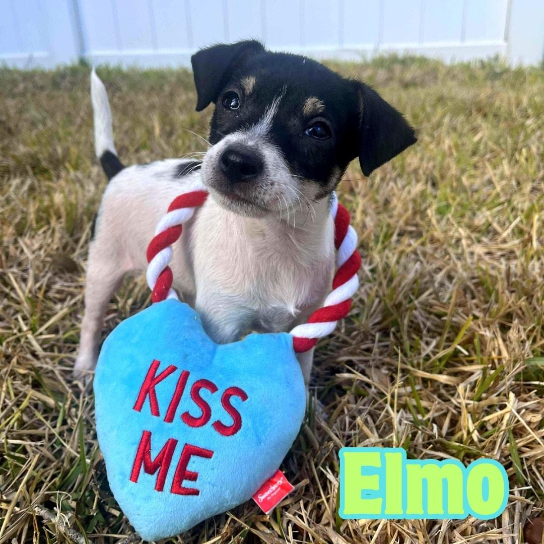 Enlarge Elmo *Tri-Color Chi-Mix Puppy* , a Adoptable mixed breed in Riverview, FL image 1/6