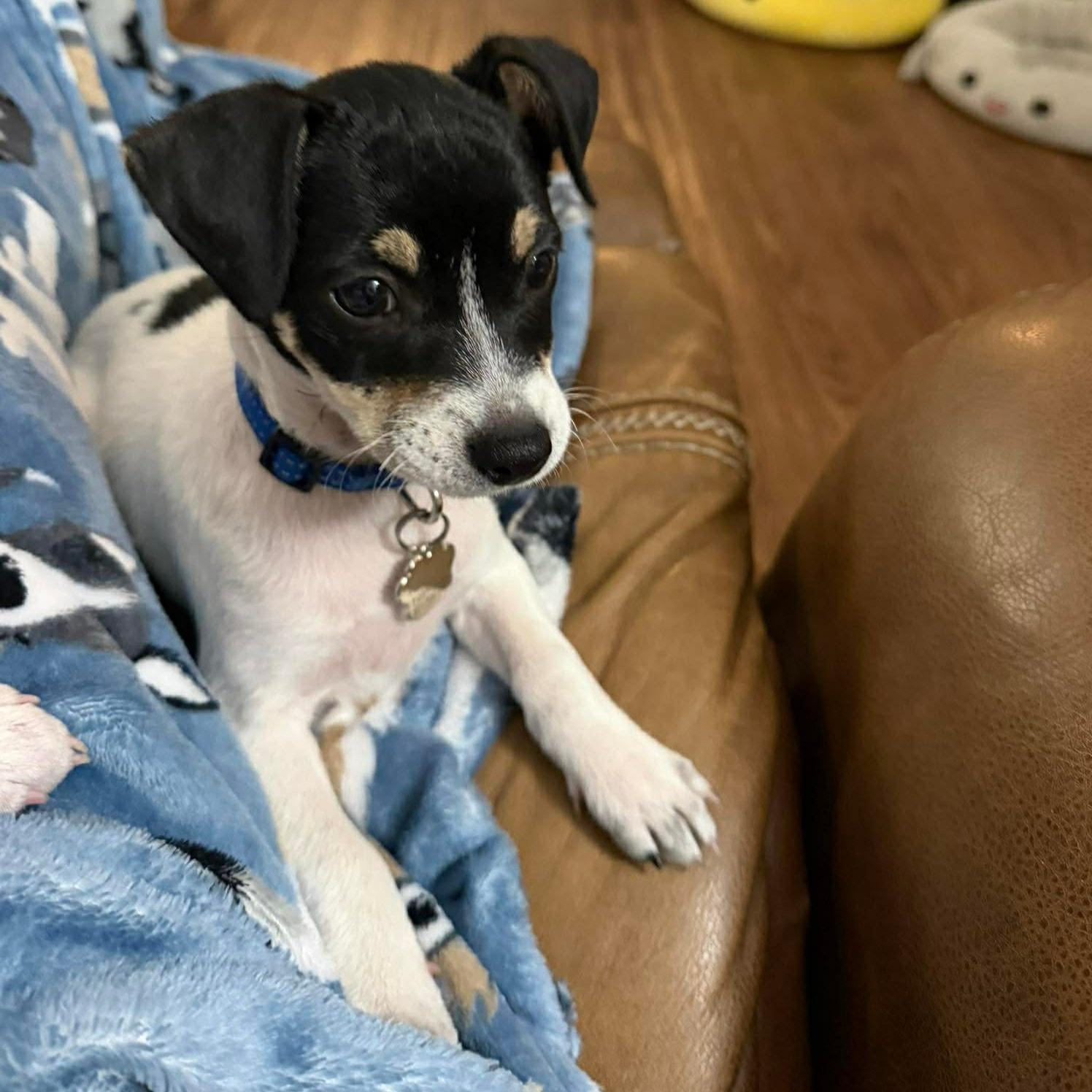 Enlarge Elmo *Tri-Color Chi-Mix Puppy* , a Adoptable mixed breed in Riverview, FL image 2/6