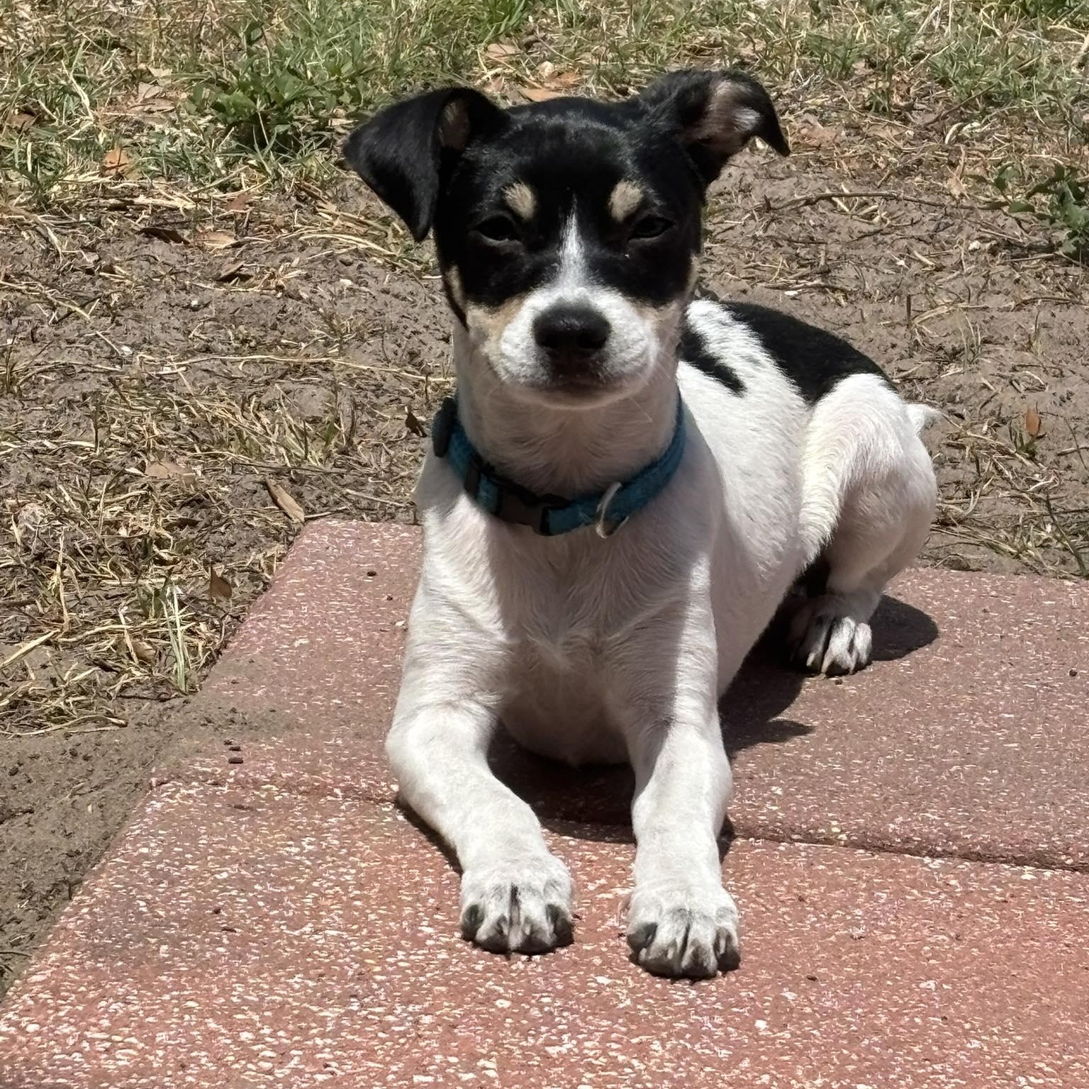 Enlarge Elmo *Tri-Color Chi-Mix Puppy* , an adopted mixed breed in Riverview, FL image 6/6