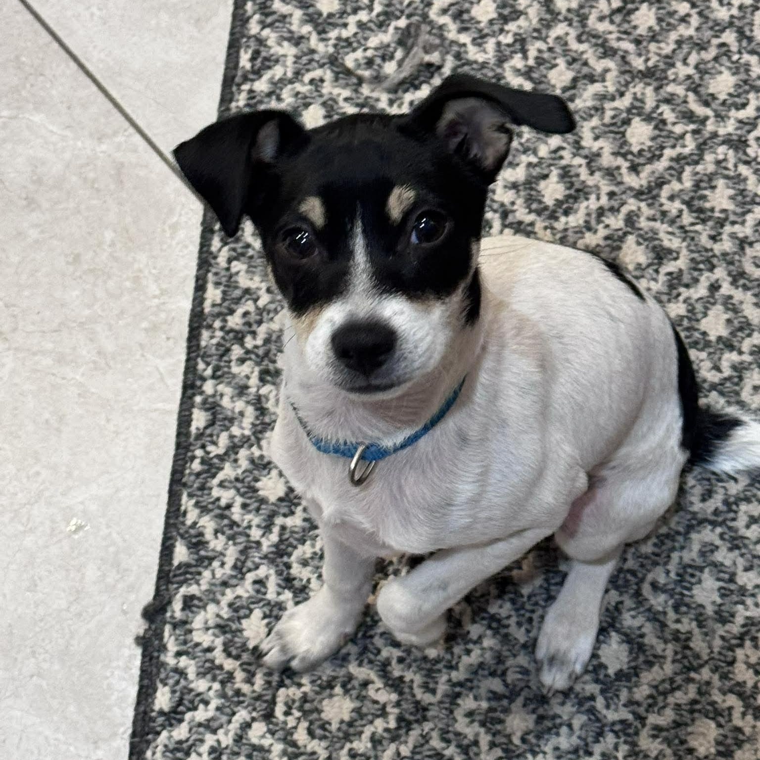 Enlarge Elmo *Tri-Color Chi-Mix Puppy* , an adopted mixed breed in Riverview, FL image 5/6