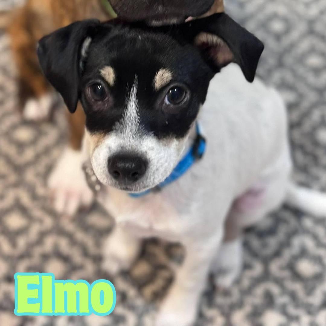Elmo *Tri-Color Chi-Mix Puppy* , Adoptable, Puppy Male Chihuahua.