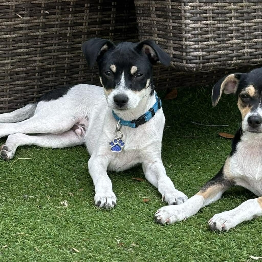 Enlarge Elmo *Tri-Color Chi-Mix Puppy* , an adopted mixed breed in Riverview, FL image 4/6