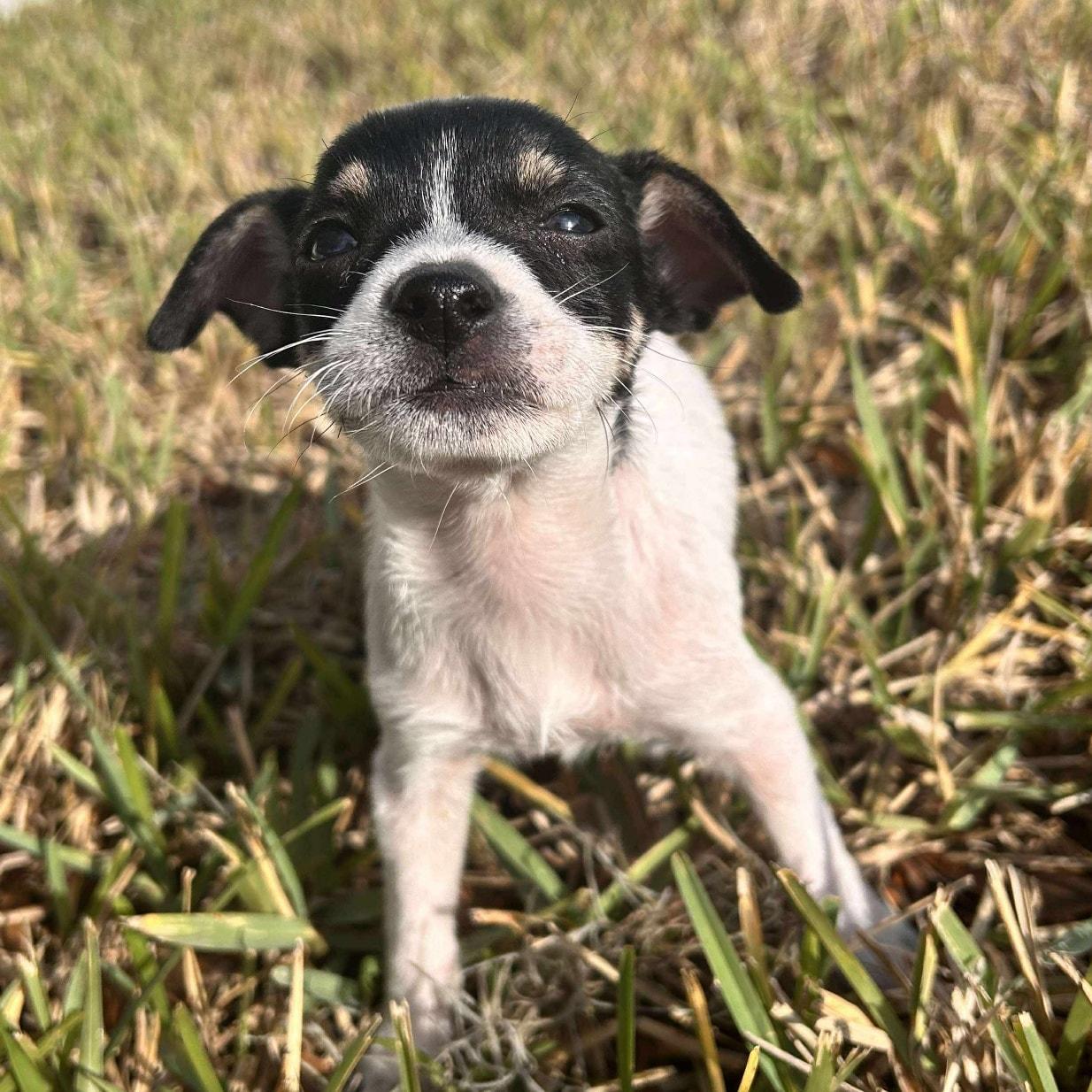 Enlarge Elmo *Tri-Color Chi-Mix Puppy* , a Adoptable mixed breed in Riverview, FL image 4/6