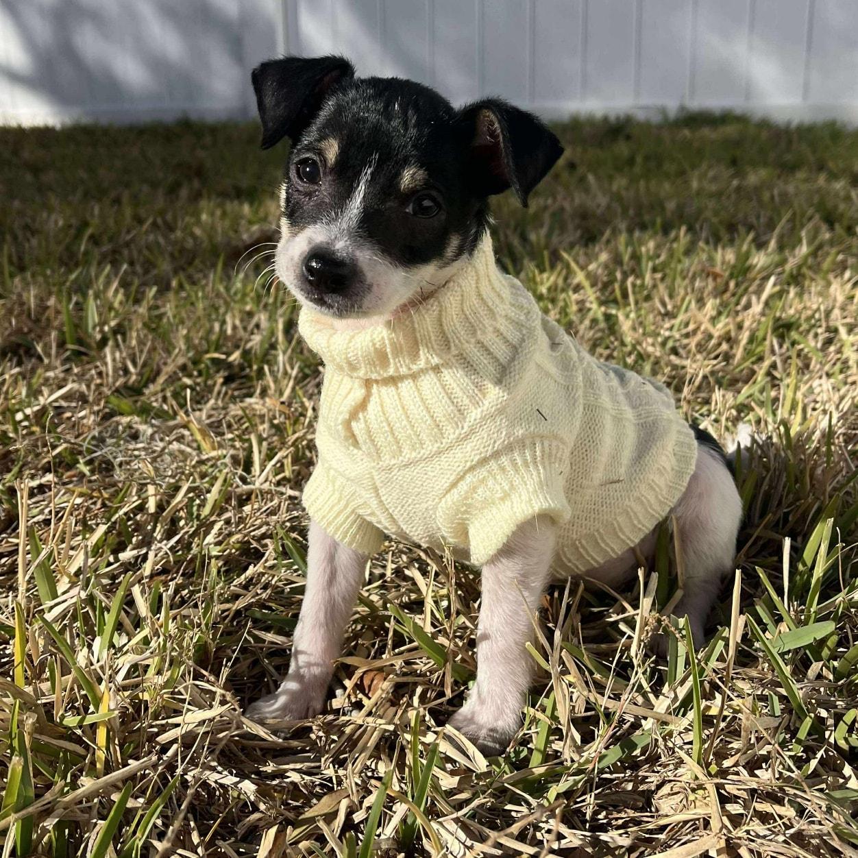 Enlarge Elmo *Tri-Color Chi-Mix Puppy* , a Adoptable mixed breed in Riverview, FL image 3/6