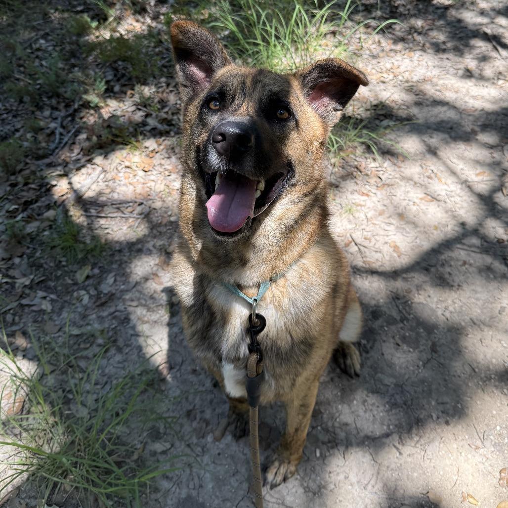 SCOOBY, Adoptable, Adult Male Dutch Shepherd & Mixed Breed.