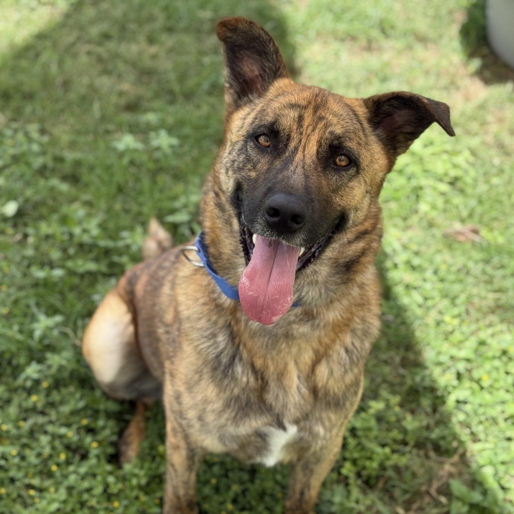 Enlarge SCOOBY, a Adoptable mixed breed in Kyle, TX image 2/5