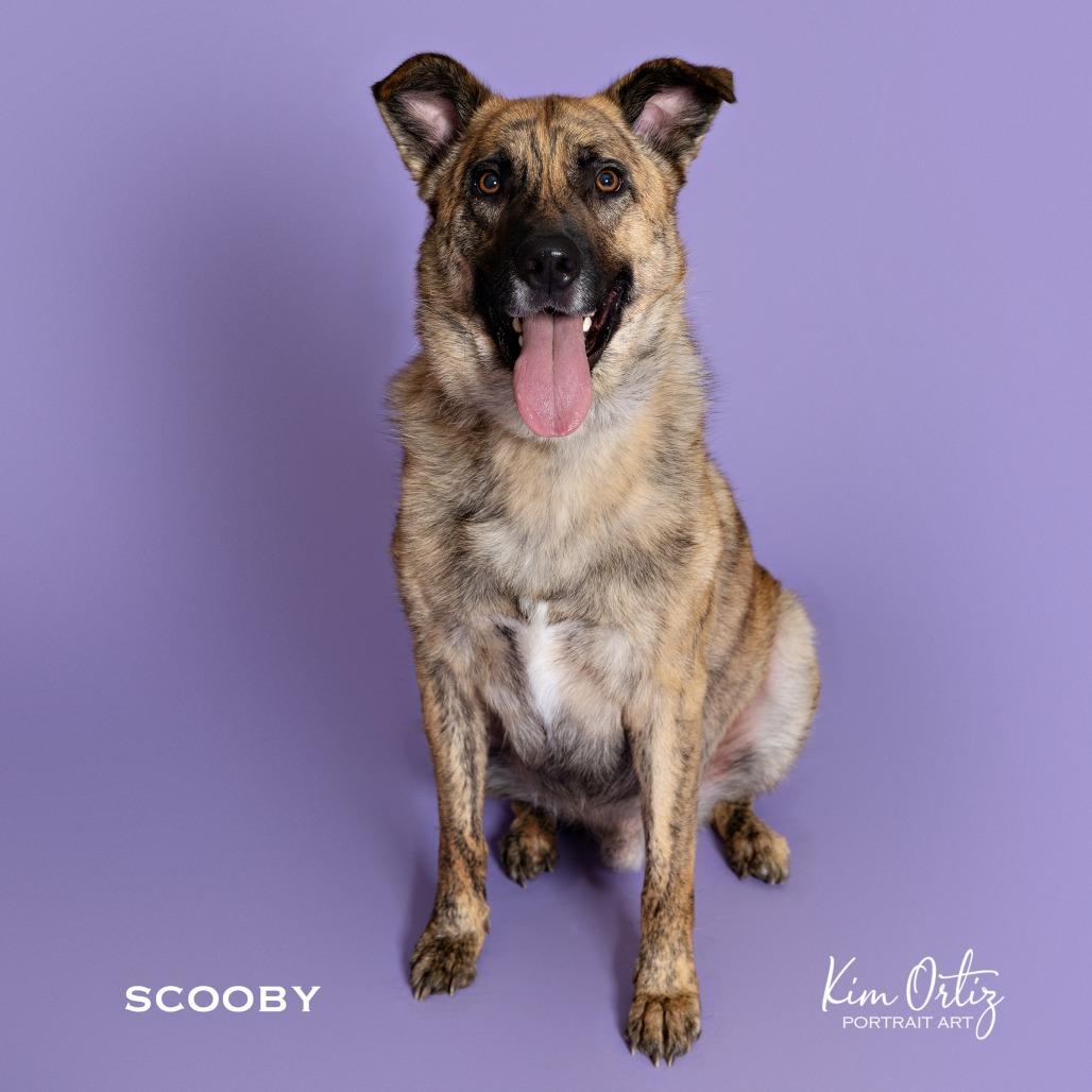 Enlarge SCOOBY, a Adoptable mixed breed in Kyle, TX image 3/6