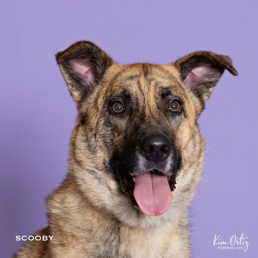 Enlarge SCOOBY, a Adoptable mixed breed in Kyle, TX image 3/6