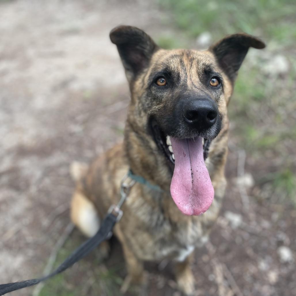 Enlarge SCOOBY, a Adoptable mixed breed in Kyle, TX image 3/5