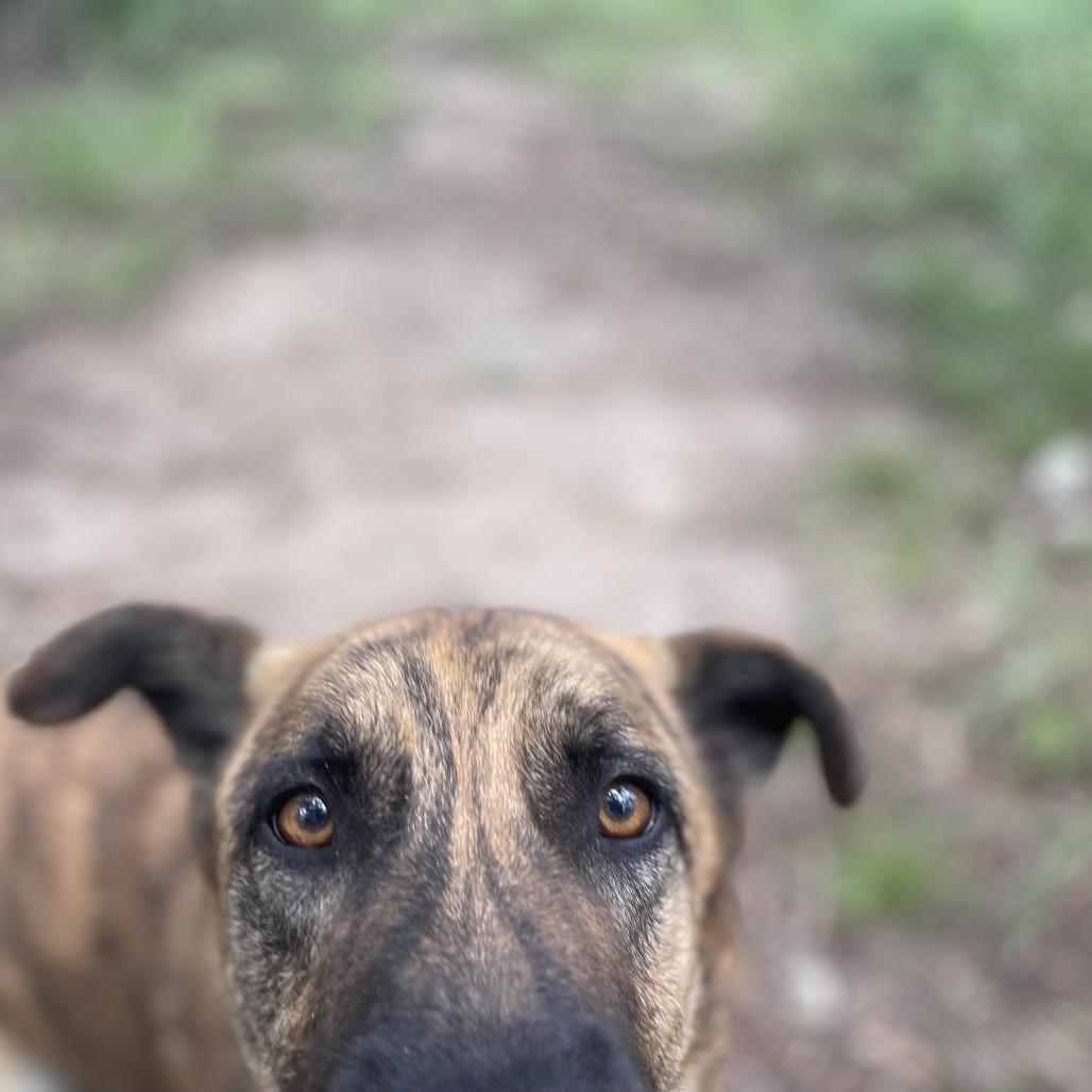 Enlarge SCOOBY, a Adoptable mixed breed in Kyle, TX image 4/5