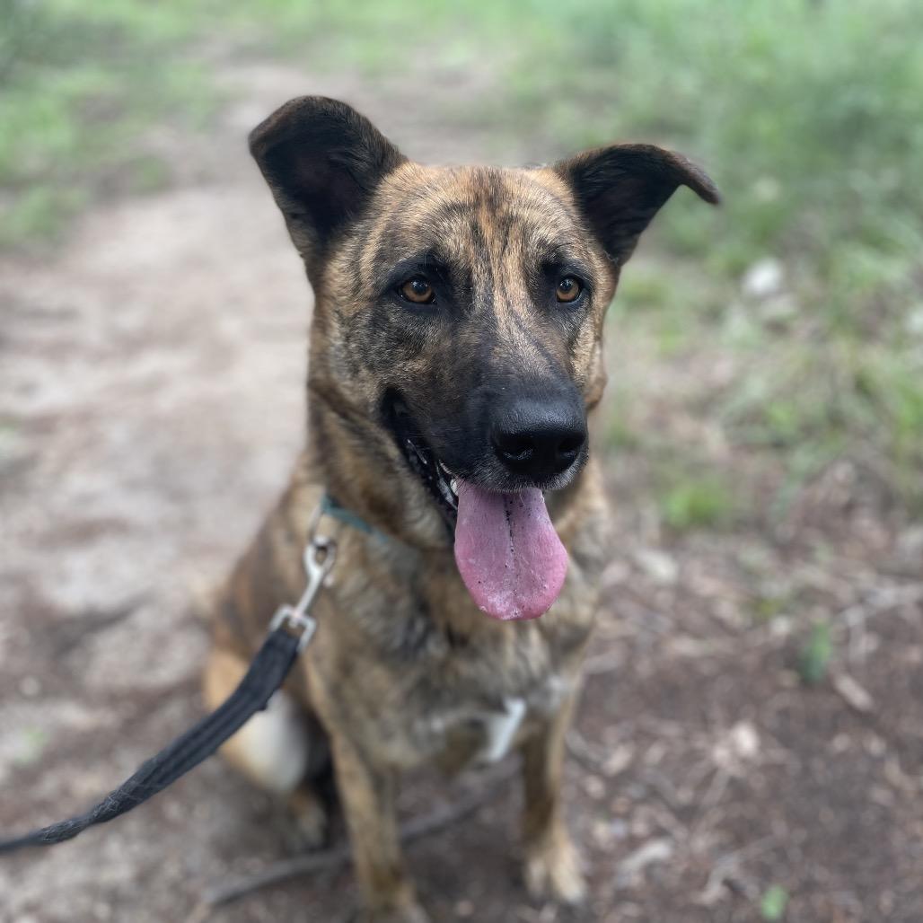 Enlarge SCOOBY, a Adoptable mixed breed in Kyle, TX image 5/5