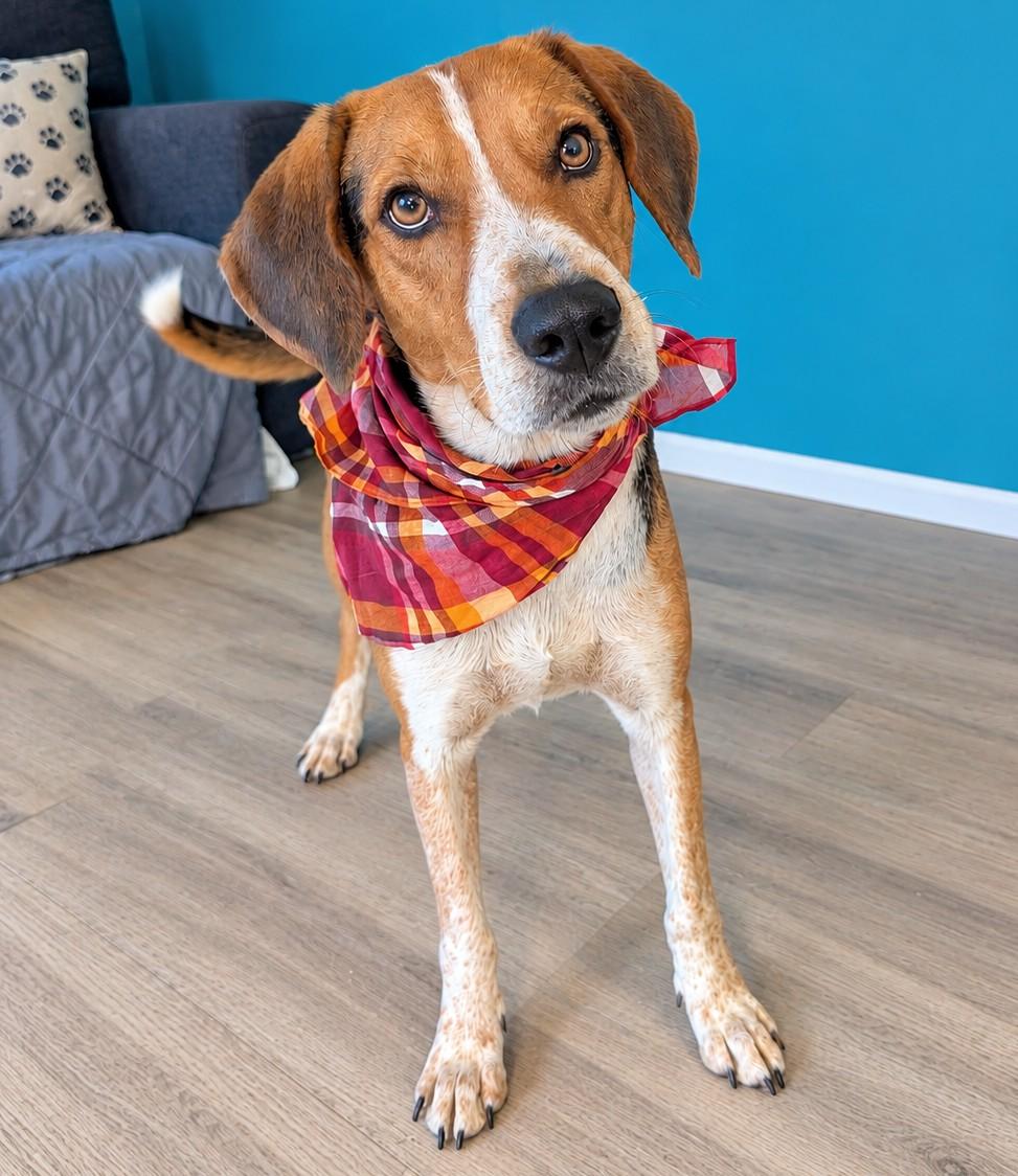 Hank, Adoptable, Young Male Beagle & Hound.