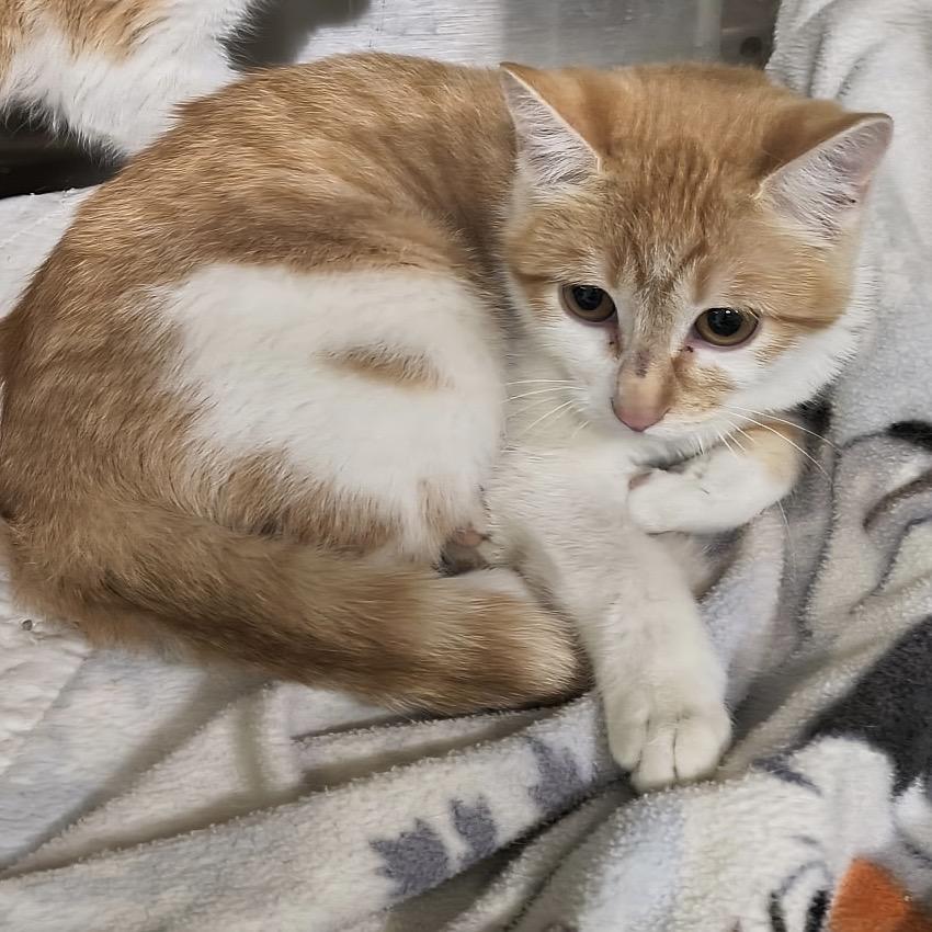 Toni, Adoptable, Kitten Female Domestic Short Hair.