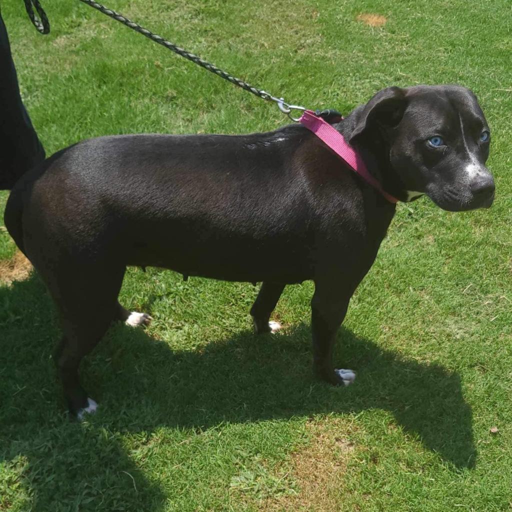 Shea/Shy, a Adoptable mixed breed in Hackett, AR image 1/4