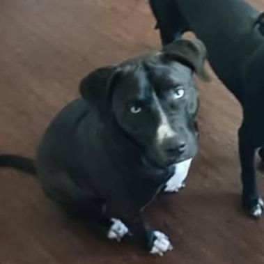 Shea/Shy, a Adoptable mixed breed in Hackett, AR image 2/4