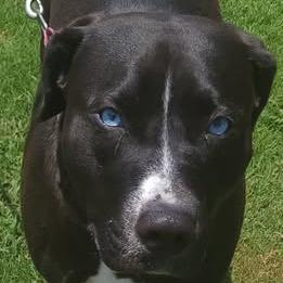 Shea/Shy, a Adoptable mixed breed in Hackett, AR image 3/4