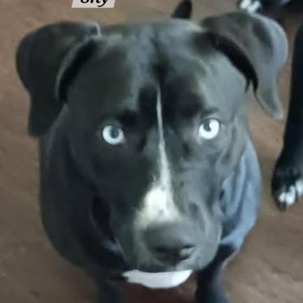 Shea/Shy, a Adoptable mixed breed in Hackett, AR image 4/4