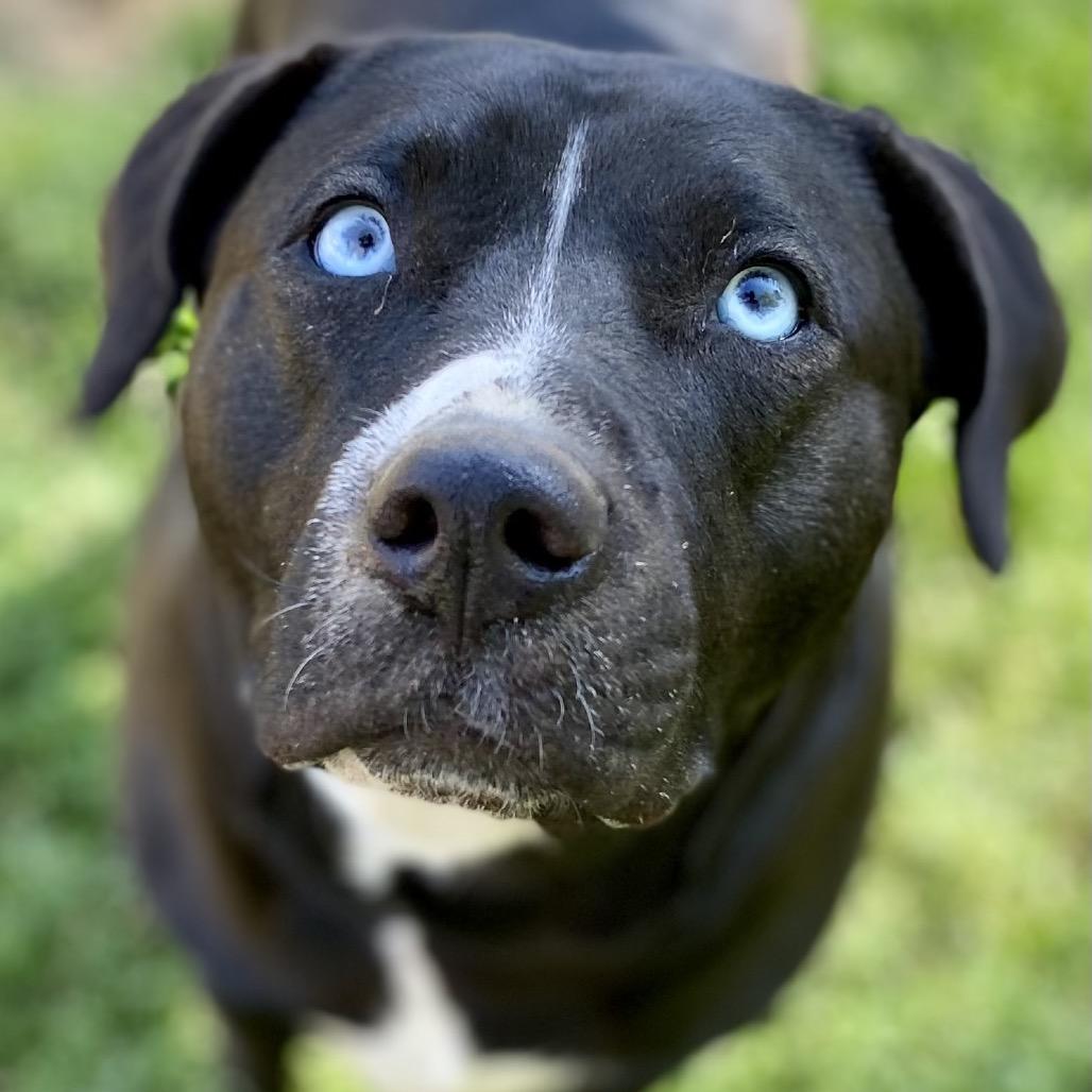 Enlarge Shea/Shy/Ruby, a Adoptable mixed breed in Hackett, AR image 2/4