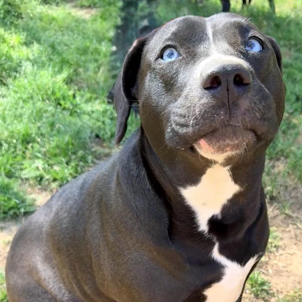 Enlarge Shea/Shy/Ruby, a Adoptable mixed breed in Hackett, AR image 3/4