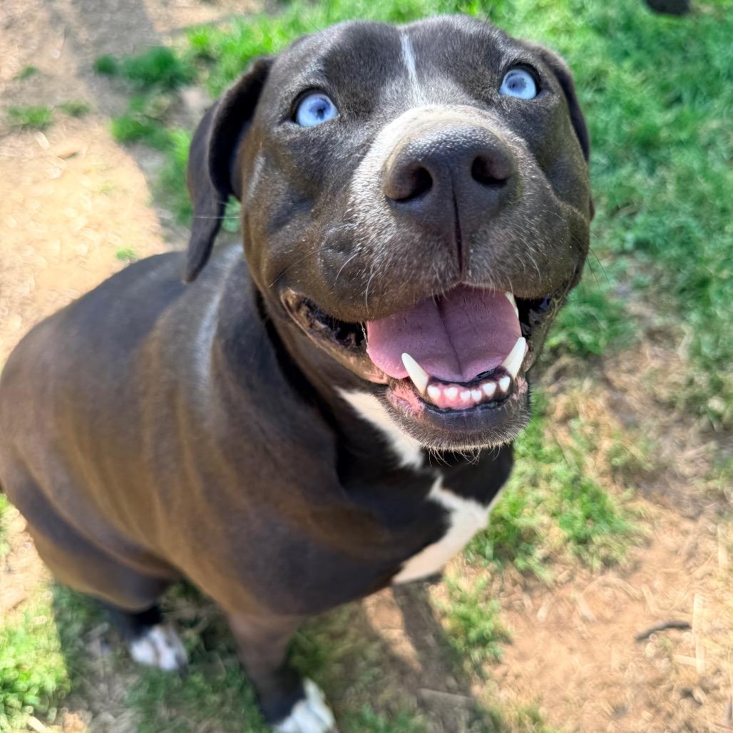 Enlarge Shea/Shy/Ruby, a Adoptable mixed breed in Hackett, AR image 4/4