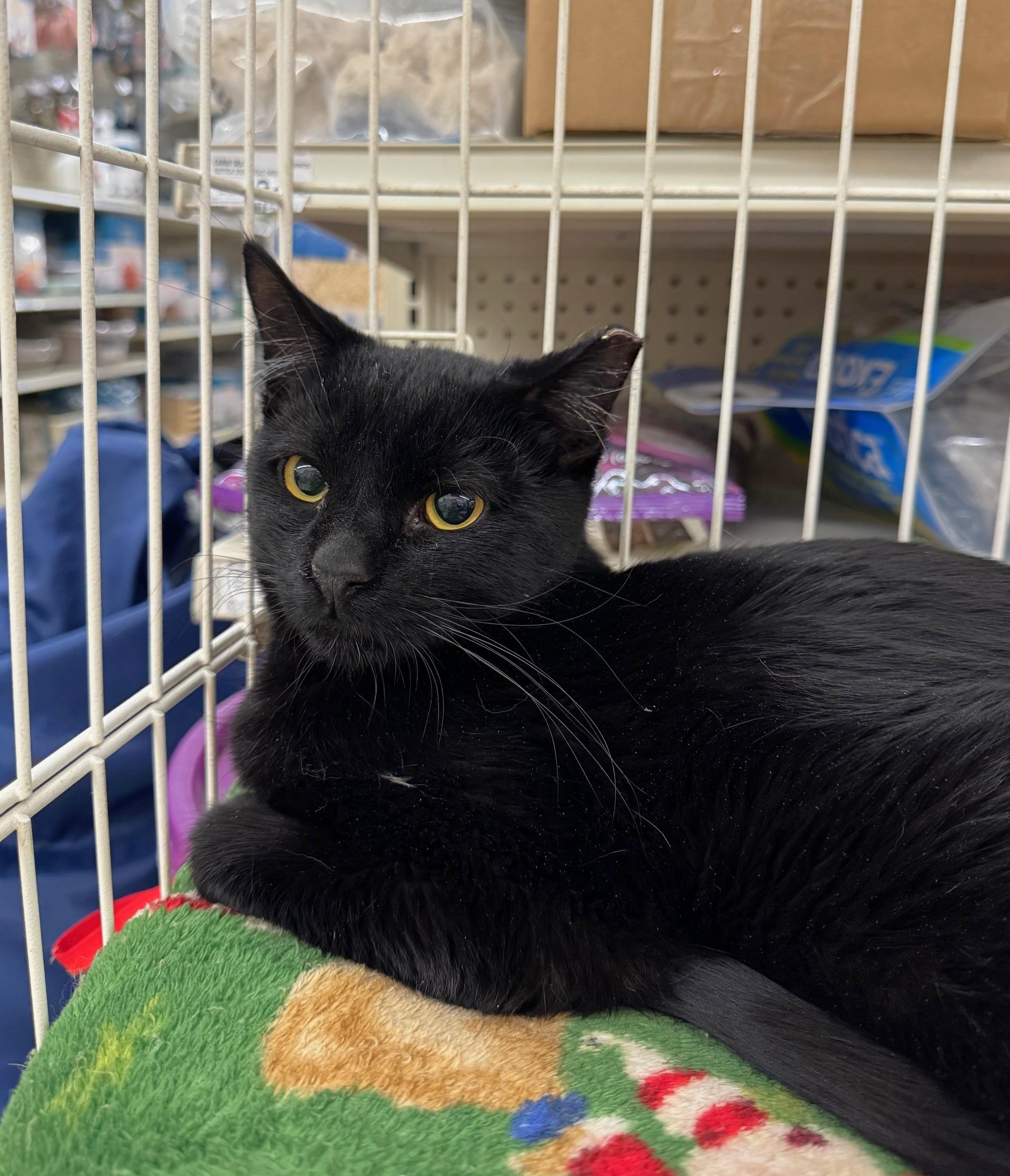 Enlarge Hector, a ADOPTABLE mixed breed in Albuquerque, NM image 4/4